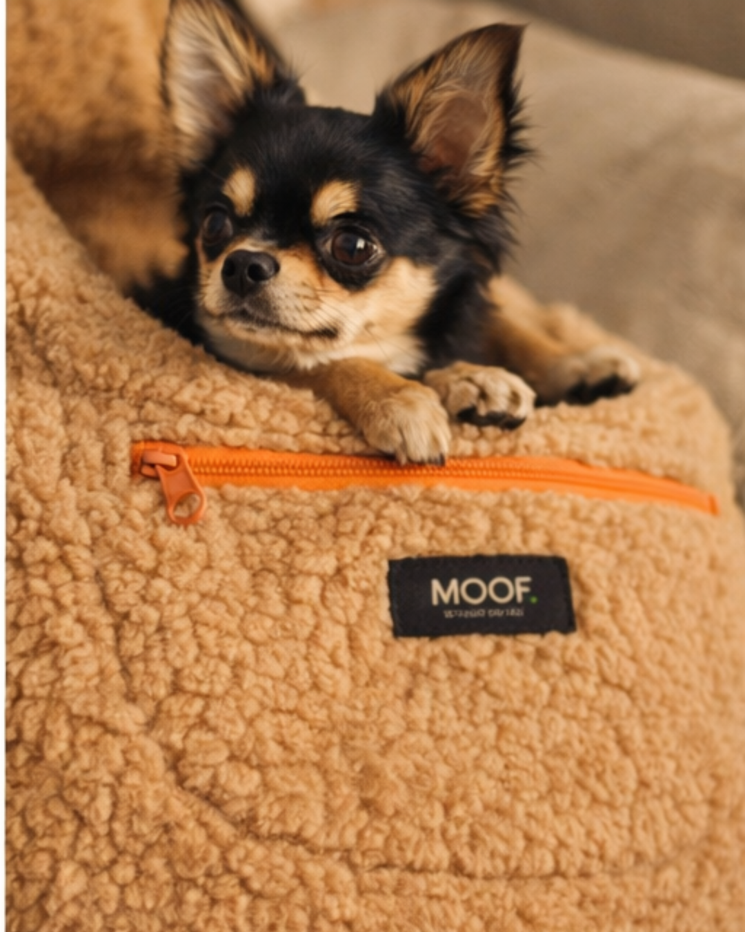 Porter son chien en promenade : quand est-ce utile ?