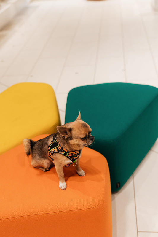 Premier petit chien : quels accessoires prévoir pour son arrivée ?