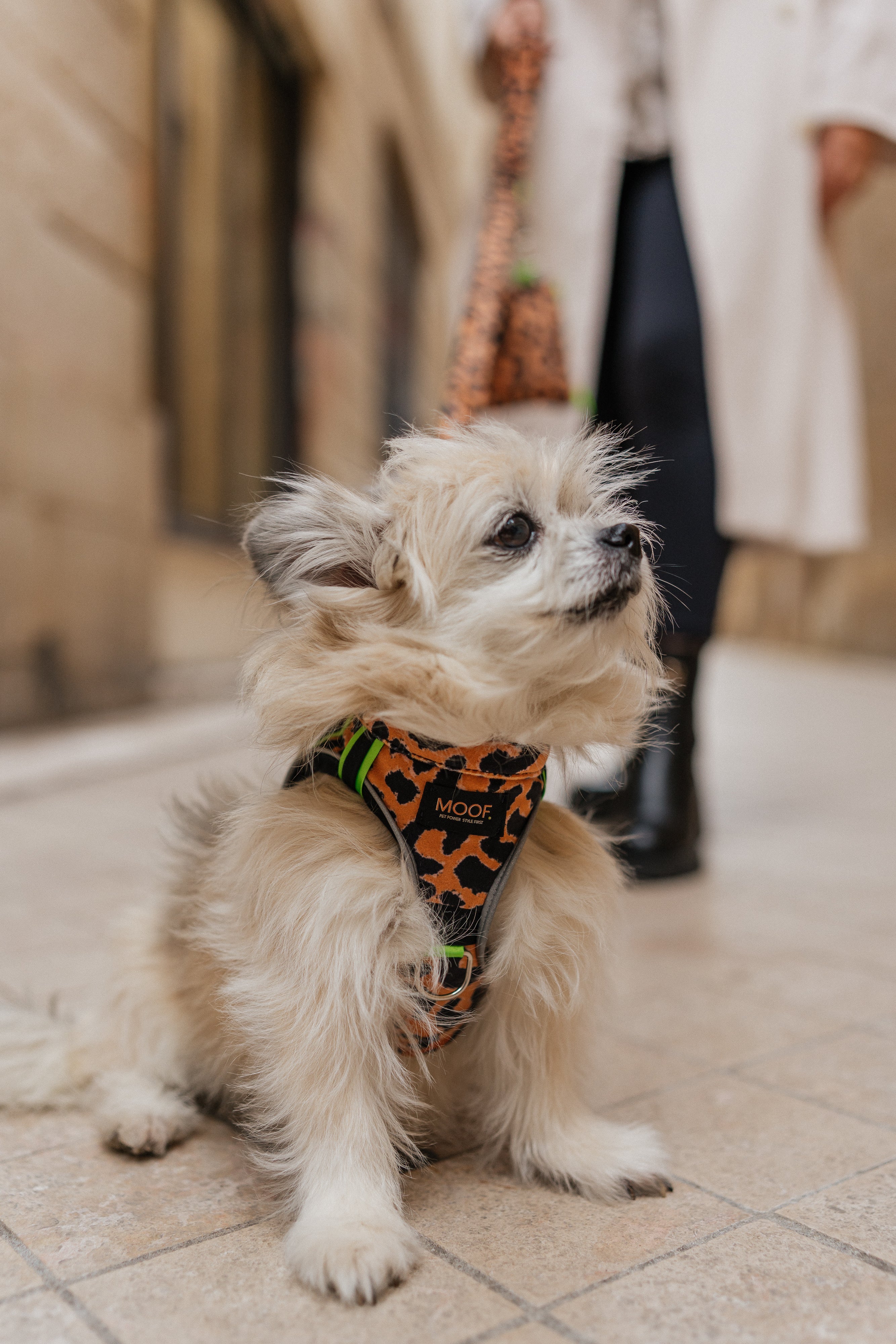 Le Clip MOOF. — La laisse stylée pour chien