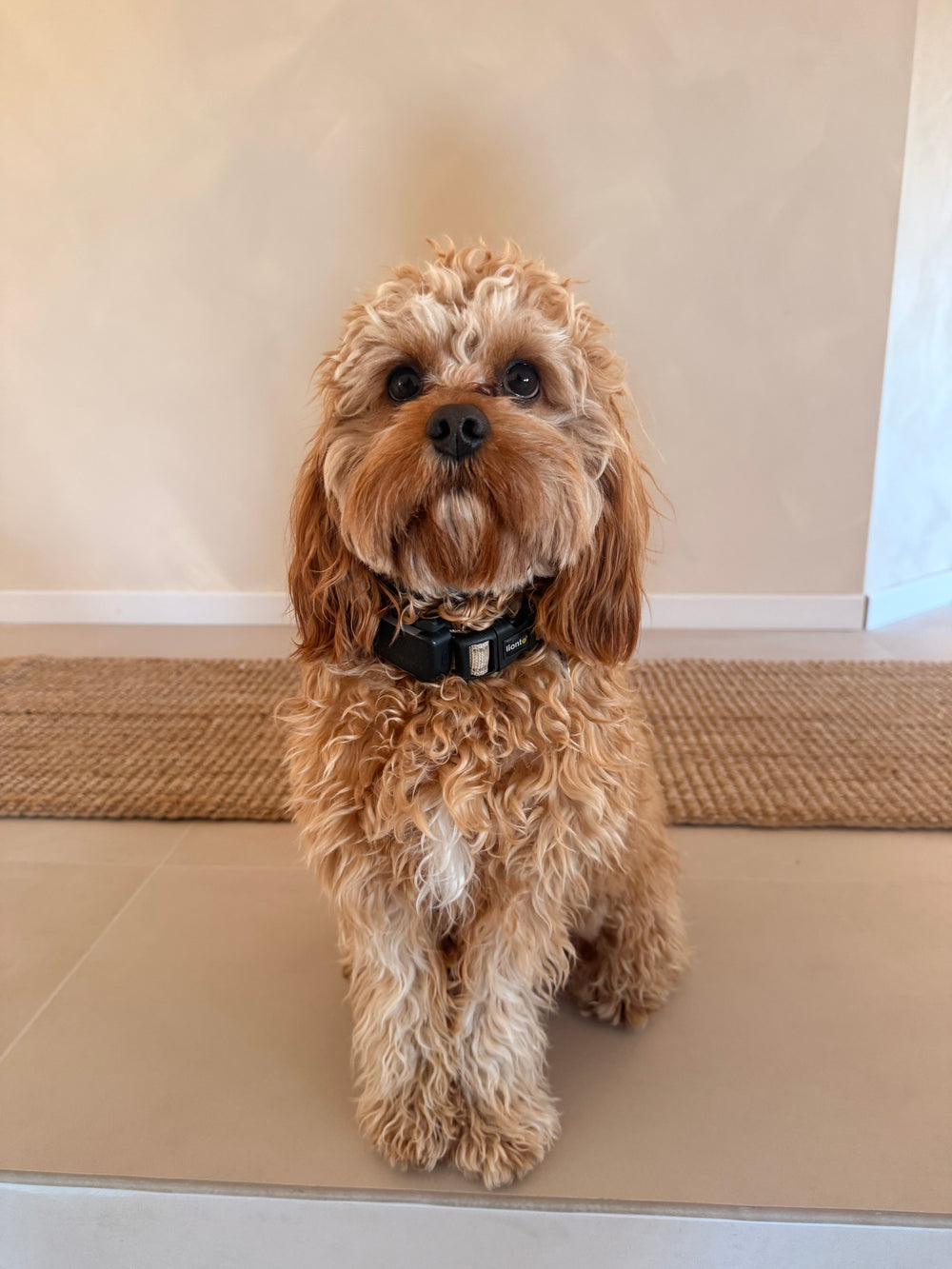 Milo, le cavapoo qui a inspiré la marque MOOF.